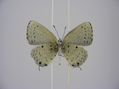 Eicochrysops hippocrates