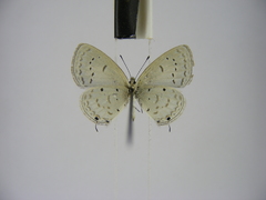 Eicochrysops hippocrates