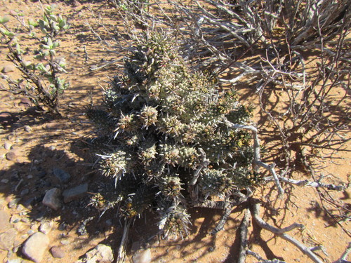 Image of Euphorbia multiceps by (c) douglaseustonbrown, some rights reserved (CC BY-SA)