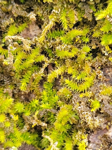 Lindbergia brachyptera, 2025-04-03