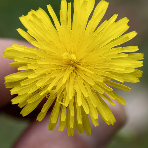 cinnamon-fruited dandelion (Taraxacum fulvum)