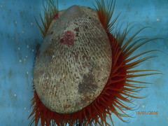 Ctenoides scaber