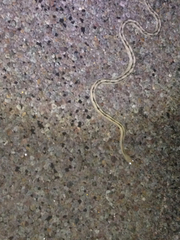 Bogertophis subocularis