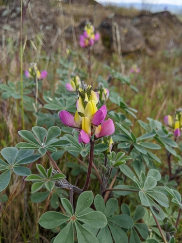 Image of Lupinus stiversii by (c) Kayla Sweeten, some rights reserved (CC BY)