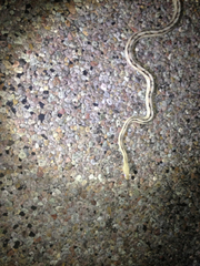 Bogertophis subocularis