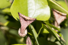 Aristolochia triangularis, photograph Frank Thomas Sautter, CC0, iNaturalist via GBIF