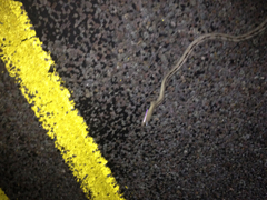 Bogertophis subocularis