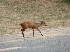 Cephalophorus natalensis natalensis