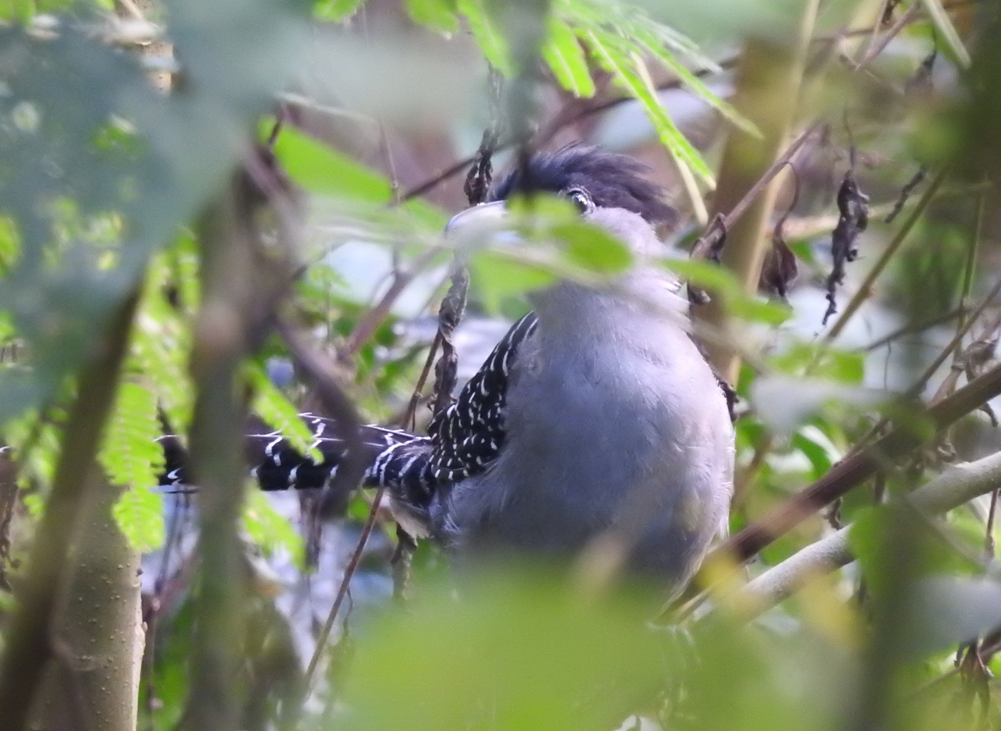 Giant Antshrike (Batara cinerea)