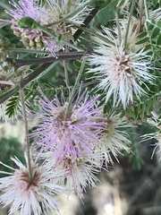 Mimosa monancistra