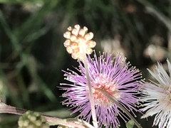 Mimosa monancistra
