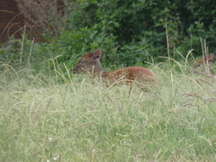 Cephalophorus natalensis