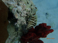 Epinephelus striatus