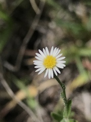 Psilactis brevilingulata