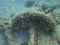 Epinephelus striatus
