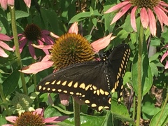 Papilio polyxenes