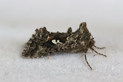 Syngrapha alias