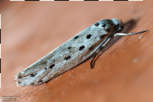 Ethmia apicipunctella photo 3