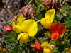 Alpine Bird's-Foot Trefoil - Photo (c) Thommybe, some rights reserved (CC BY-SA)