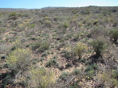 Cephalophyllum loreum