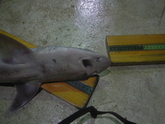 Mustelus sinusmexicanus