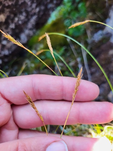 Coiled Sedge (Carex circinata)