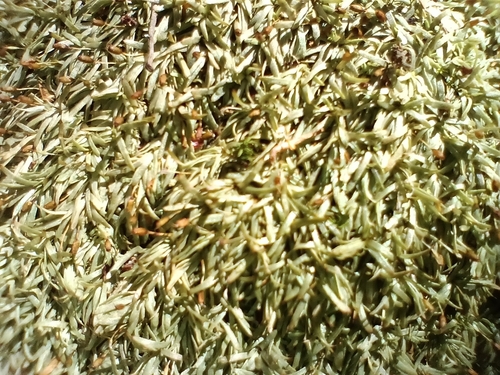Image of Octoblepharum albidum by no rights reserved