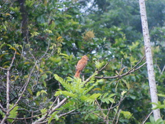 Pachyramphus