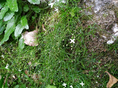 Moehringia muscosa
