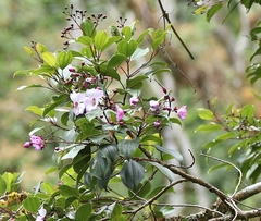 Meriania panamensis