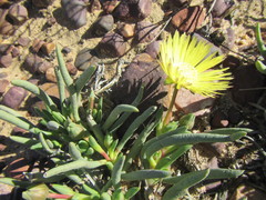 Cephalophyllum loreum