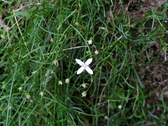 Moehringia muscosa