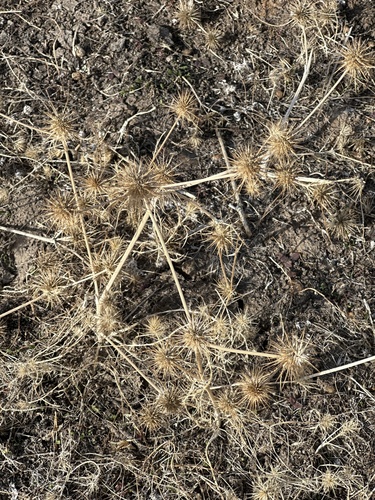 iNaturalist observation photo of Plants