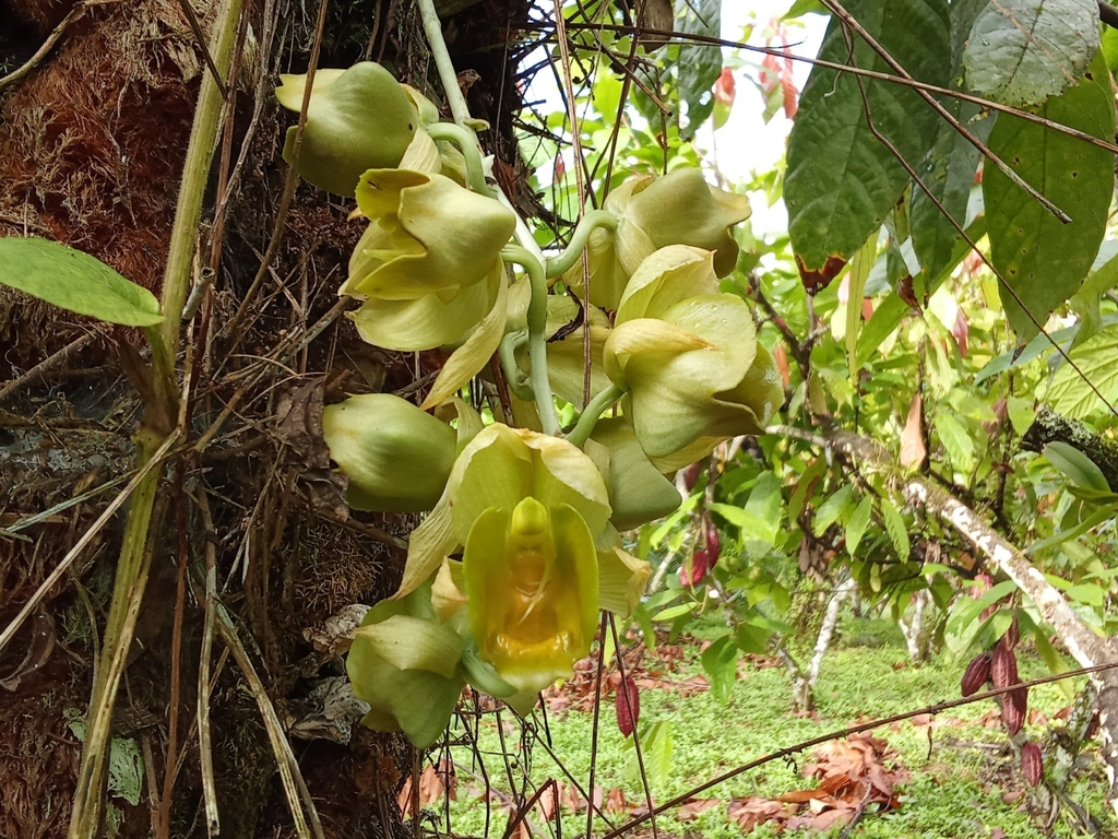 Catasetum × sodiroi