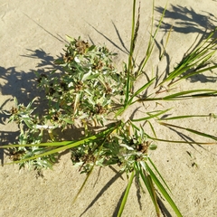 Gnaphalium rossicum
