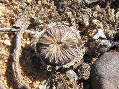 Cephalophyllum loreum