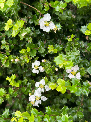 Malpighia coccigera