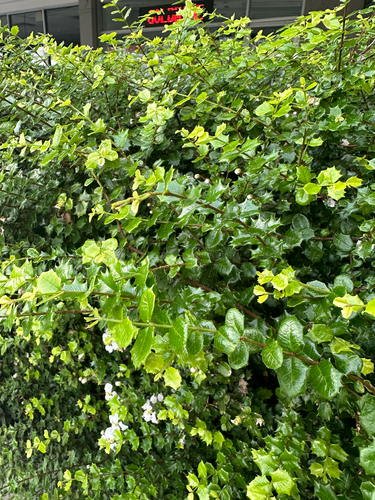 Malpighia coccigera