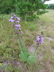 Liatris novae-angliae
