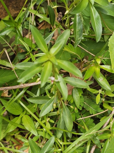 Image of Creole Tea (Sauvagesia erecta) by (c) ritirene, some rights reserved (CC BY)