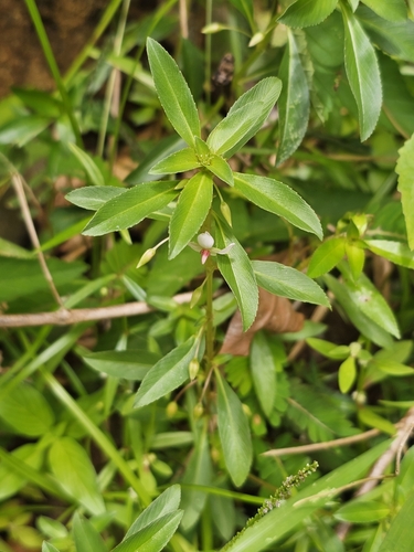 Image of Sauvagesia erecta by (c) ritirene, some rights reserved (CC BY)