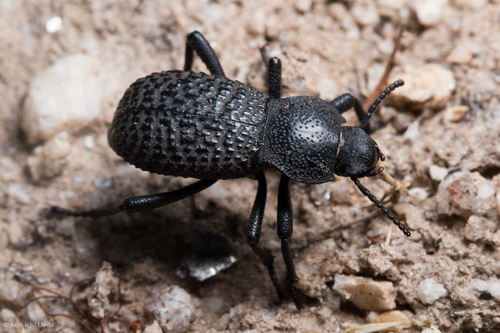 Black Death-feigning Beetle