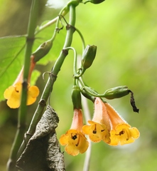Solenophora calycosa