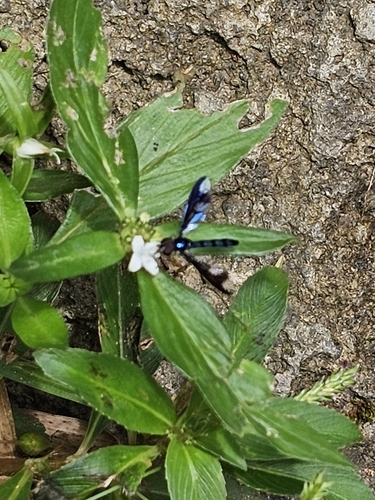 Cerulean Hover Fly