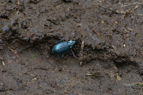 Laemostenus complanatus observed 2025-03-20