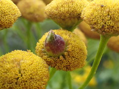 Rhopalomyia tanaceticola