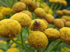 Rhopalomyia tanaceticola