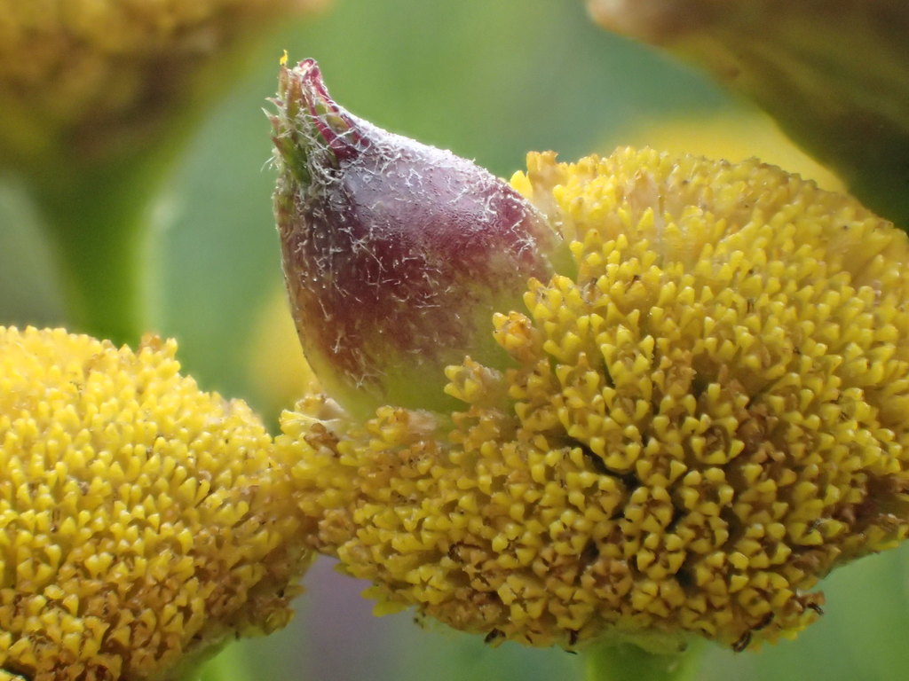 Tansy Flask Gall
