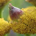 Tansy Flask Gall - Photo (c) migallel, some rights reserved (CC BY-SA), uploaded by migallel