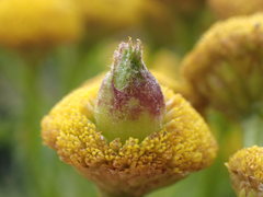 Rhopalomyia tanaceticola